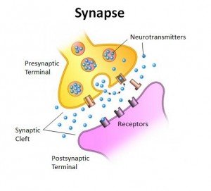 synapse-labeled1-300x271